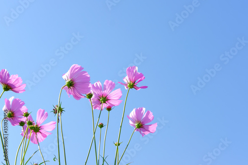 Pink cosmos flowers in the garden. Behind the beautiful blue sky