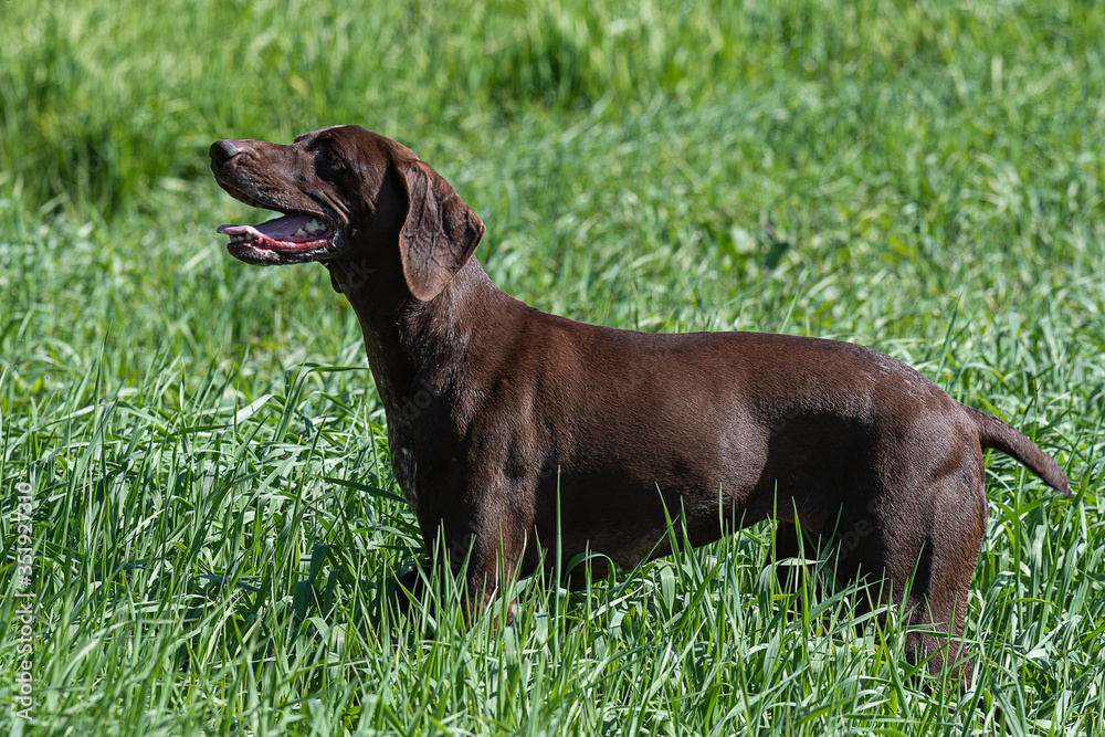 A brown hunting dog freezes in place, sniffing the scent of game in the green grass. Horizontal photo of a German Shorthair pointer on a hot Sunny day in outdoor