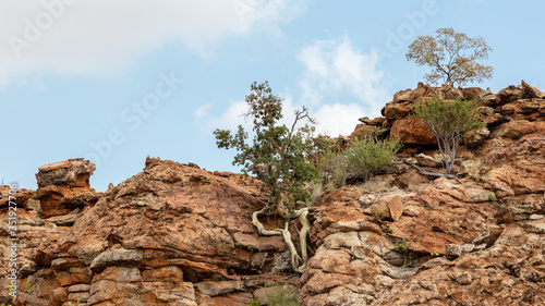View of a wild rock fig tree clinging to a rockface in Mapungubwe National Park, South Africa. It is a rock-splitting tree.