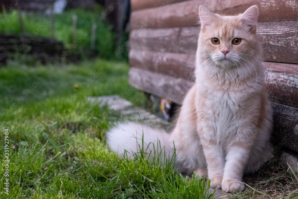 Obraz premium cat on the grass