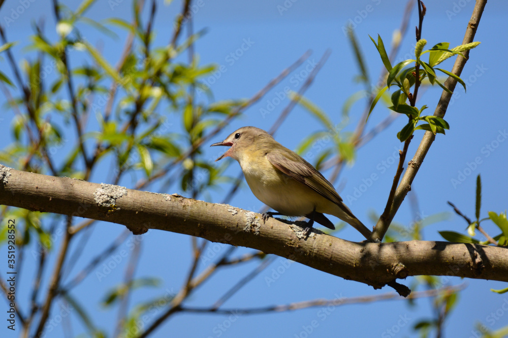 Warbling Vireo bird singing in tree Warbling Vireo bird singing in tree