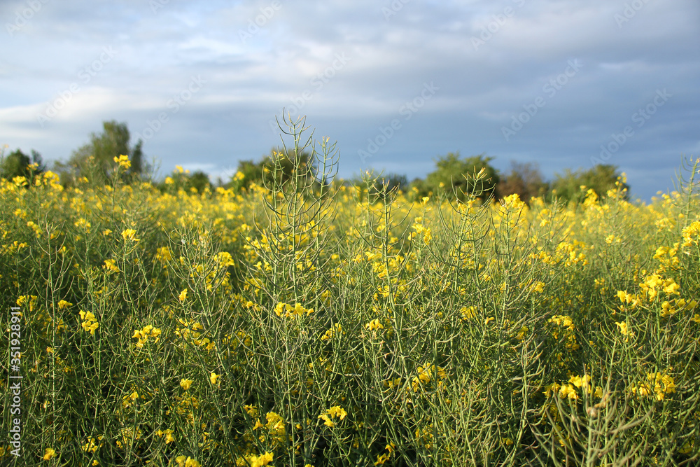 blooming green fields with bright rapeseed flowers, blue sky, natural landscape, concept of beauty of nature, ecology, environment, agricultural, background for designer