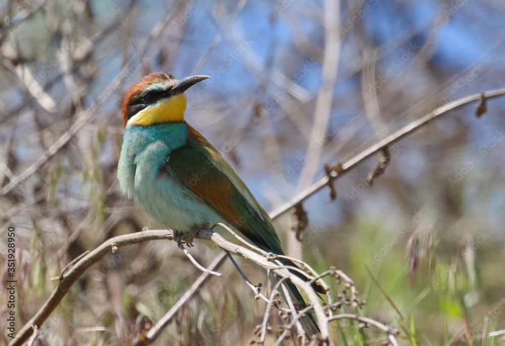 Fototapeta premium European bee-eater on branch, Merops apiaster