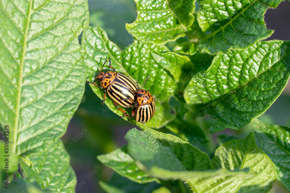 ten-lined potato beetle on green sheet of a potato ten-lined potato beetle on green sheet of a potato