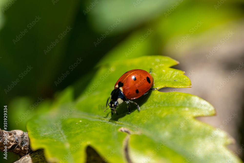 macro photography of lady bug on a tree, nature