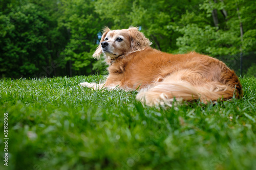 dog lying in grass