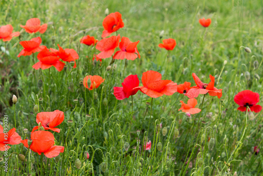 Red poppy flowers wild field  seasonal may spring flowerscape