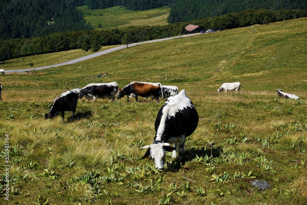 Herd of Vosges cattle grazing on mountain pasture