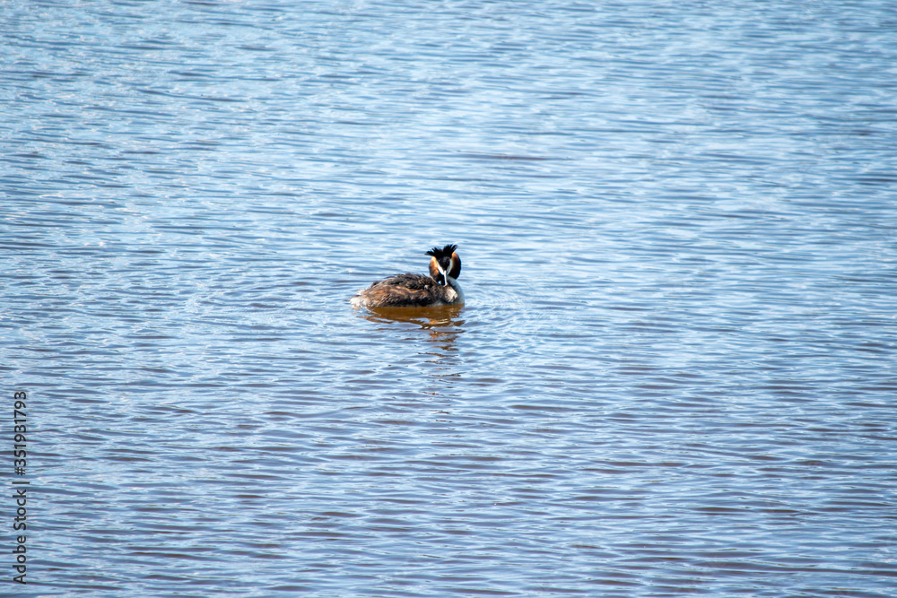 Fototapeta premium Nature
