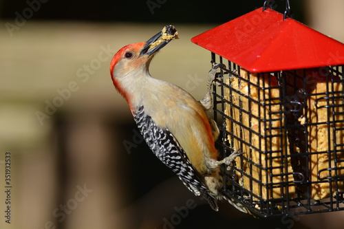 Male Red Bellied Woodpecker on suet cage