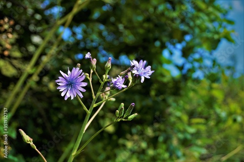 Close-up of Lactuca macrophylla wildflower spotted on a meadow photo