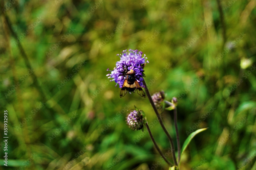 Hoverfly spotted on blossom of Scabiosa flower Hoverfly spotted on blossom of Scabiosa flower