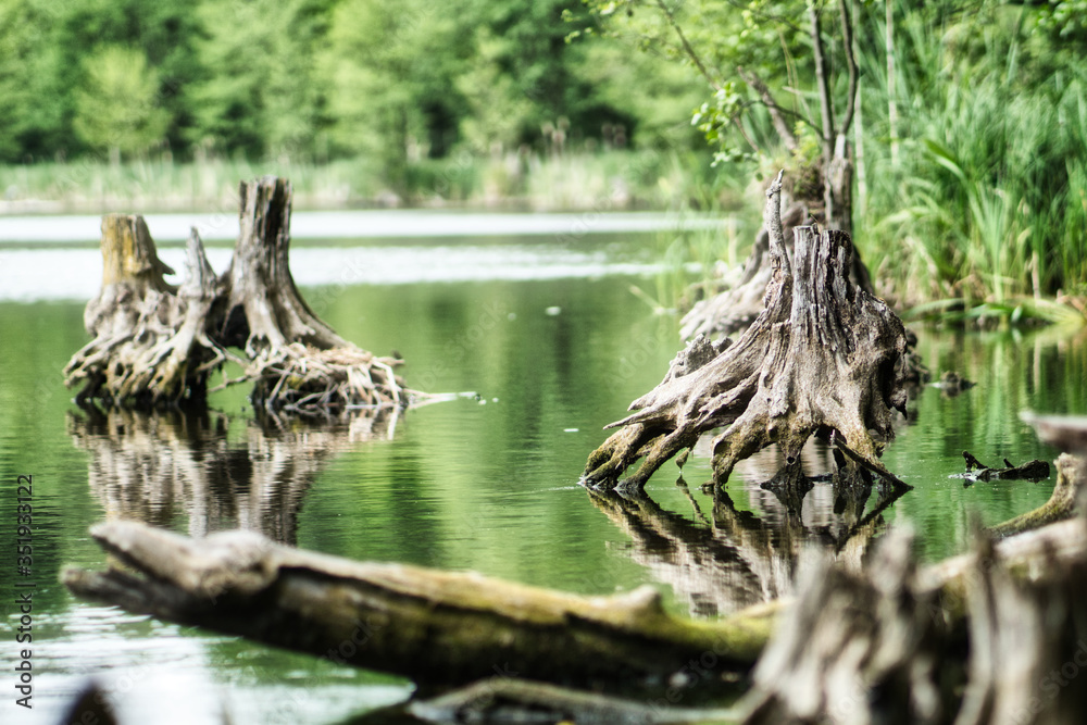 Wurzel im Wasser Wurzel im Wasser