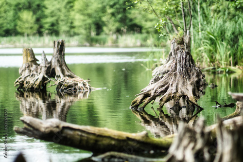 Wurzel im Wasser