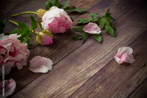 beautiful blooming peonies with petals on a wooden table © Peredniankina