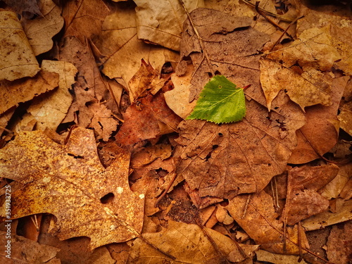 Autumn leaves on the ground
