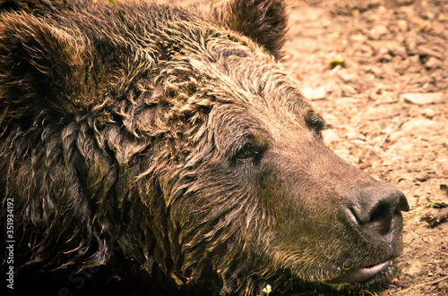 A strong, wet brown bear laying down and relax on the ground, looking very cute, like a teddy photo