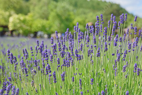 lavender farm in early summer 