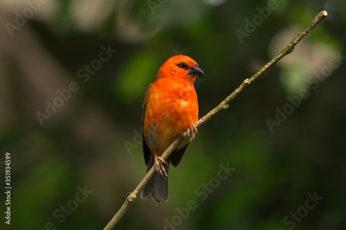 Mauritius fody bird on the branch © Monika