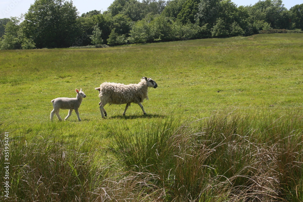 Fototapeta premium sheep and lambs
