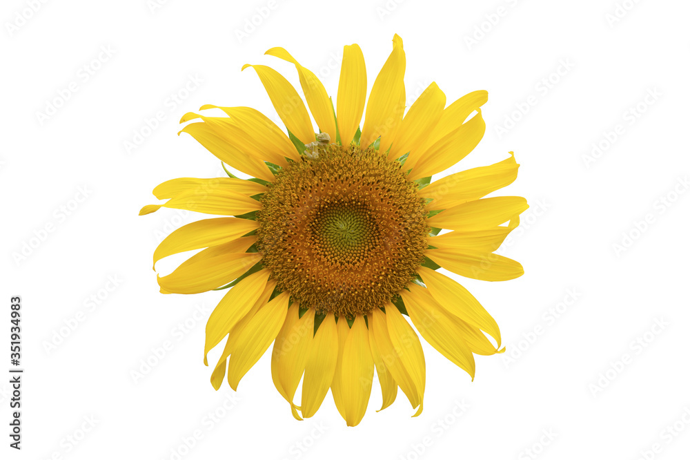 Fototapeta premium Sunflower Isolated on white background with clipping path.