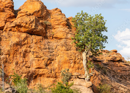 View of a wild rock fig tree clinging to a rockface in Mapungubwe National Park, South Africa. It is a rock-splitting tree.