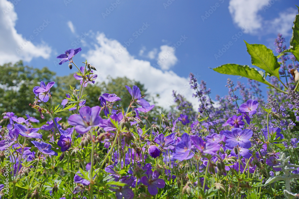 Obraz premium Geranium eriostemon under the blue sky