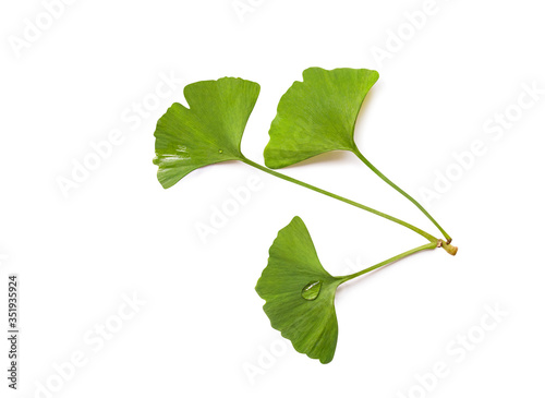 green ginkgo biloba leaves isolated on white