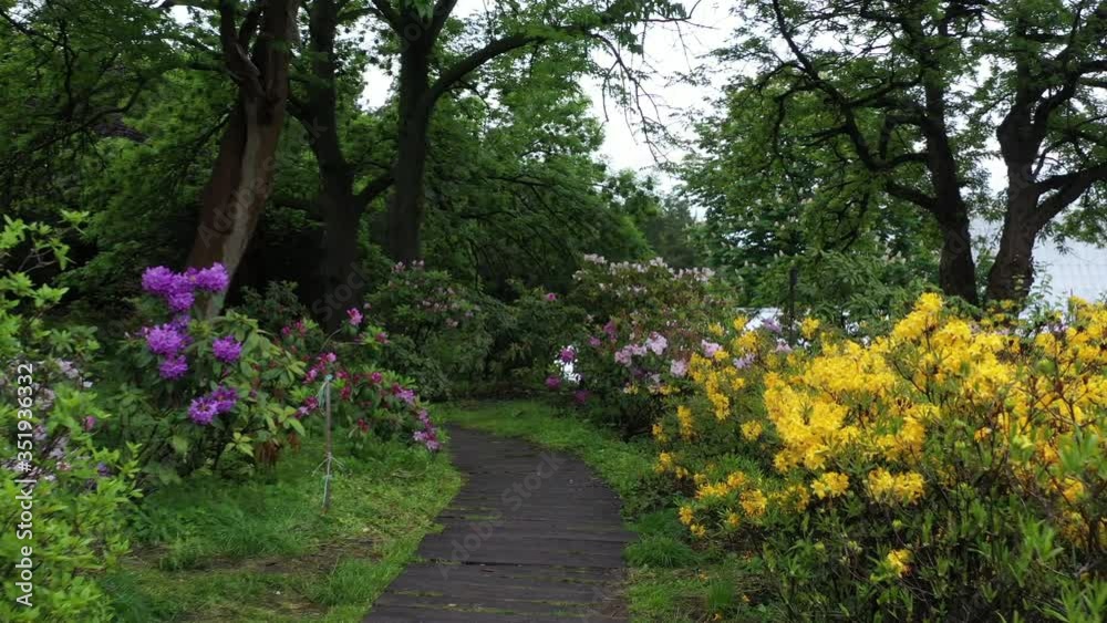 Slow flight along the park alley on both sides of which colorful azaleas bloom. Slow flight along the park alley on both sides of which colorful azaleas bloom.