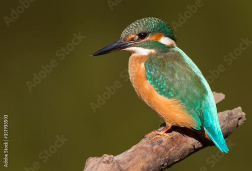 Common Kingfisher, Alcedo atthis. Close-up portrait of a bird in the morning sunlight. A bird sits on a branch near the river
