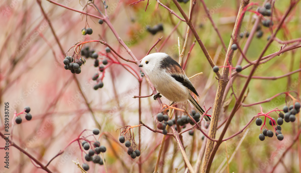 Long-tailed Tit, Aegithalos caudatus. Autumn morning in the forest. Beautiful little bird sitting on a branch