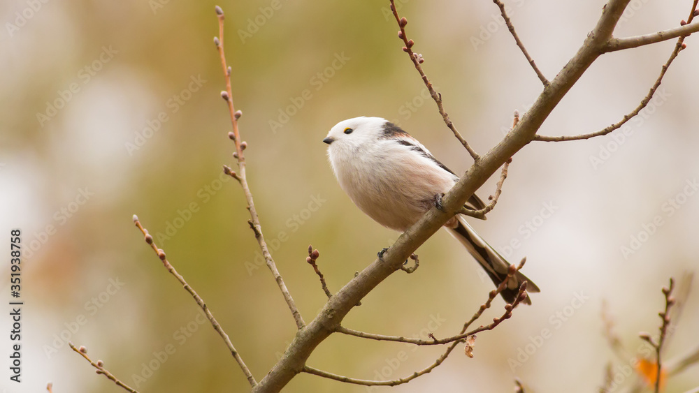 Long-tailed Tit, Aegithalos caudatus. Autumn morning in the forest. Beautiful little bird sitting on a branch Long-tailed Tit, Aegithalos caudatus. Autumn morning in the forest. Beautiful little bird sitting on a branch