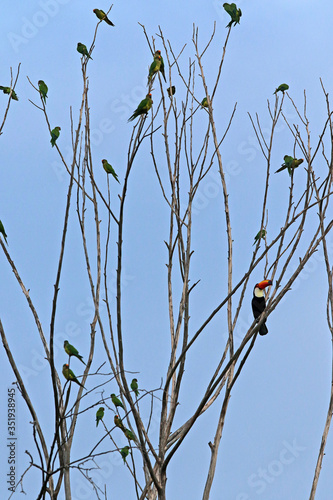 Toucan, typical bird of Brazilian fauna photo