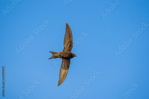 Pallid Swift, (Apus pallidus) bird in the natural habitat.