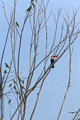 Toucan, typical bird of Brazilian fauna photo