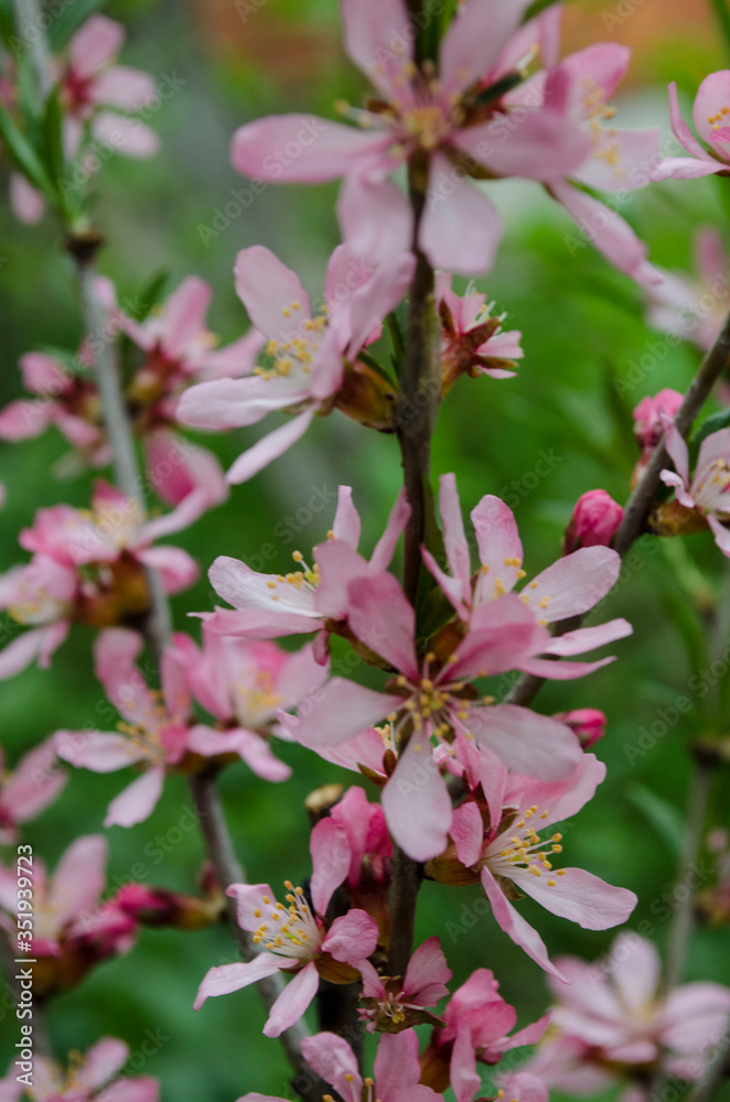 Spring blooming of pink barberry Spring blooming of pink barberry