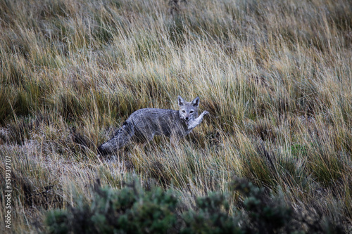 Grey Fox with the Chicken in the Patagonia Field  Chile