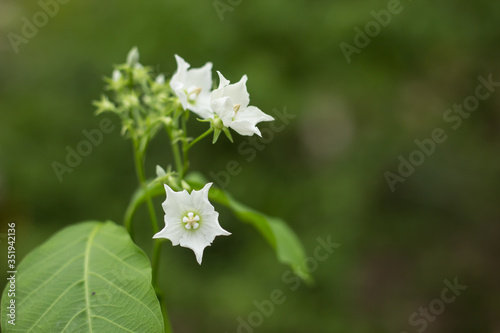 Smallwhite flower name is Vallaris glabra photo