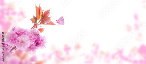 Sakura tree branch and butterfly spring horizontal background