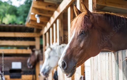 Fototapeta Naklejka Na Ścianę i Meble -  A horse look at me in stables