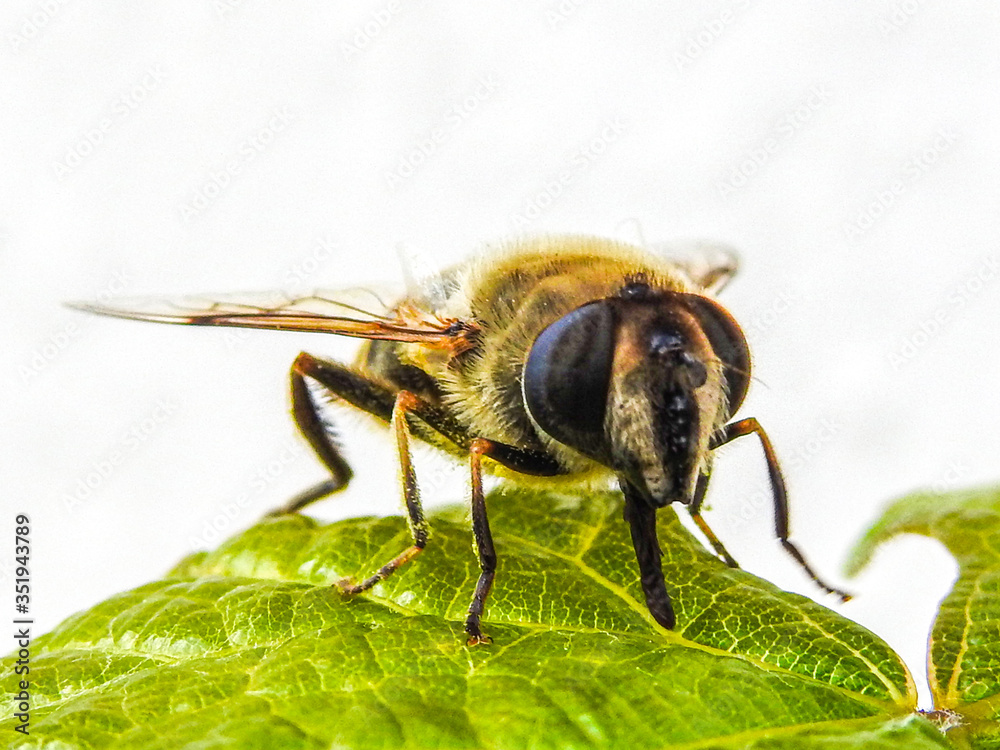 Abeille macro (2) Abeille macro (2)