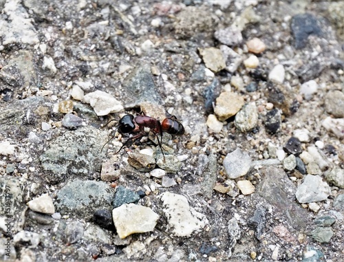 Big Camponotus ligniperda ant on grey stones