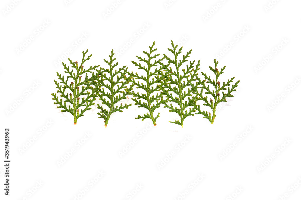 Fototapeta premium thuja isolated on white background