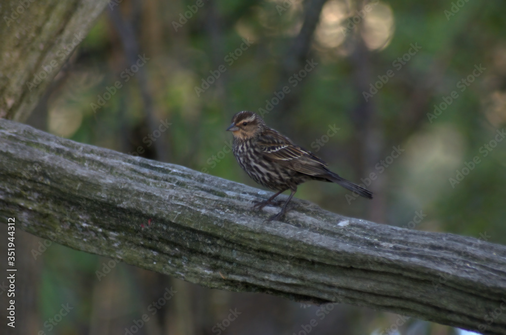 A female Red-winged Blackbird perched on a fence rail A female Red-winged Blackbird perched on a fence rail