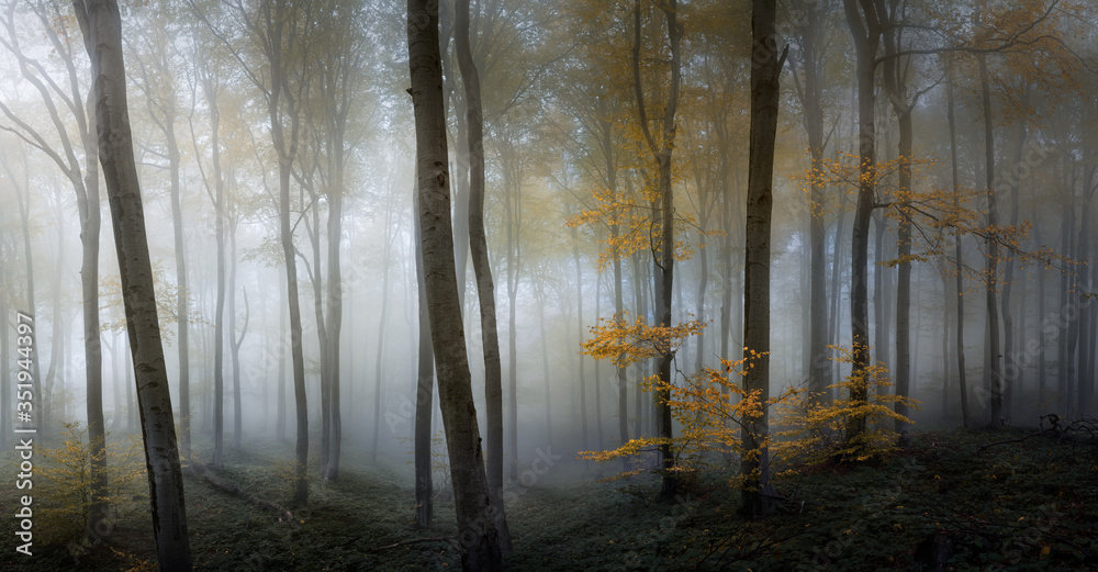 Autumn foggy forest. Balkan Mountains
