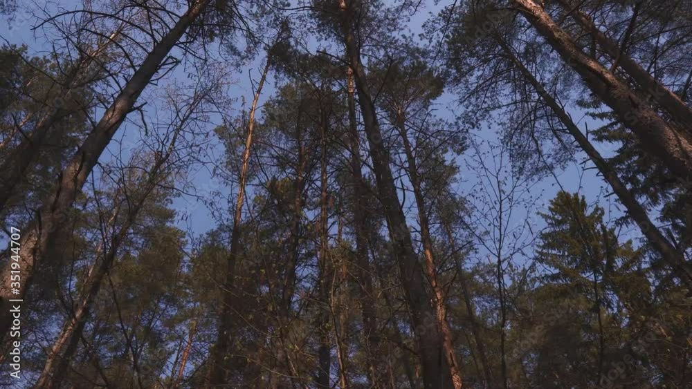 Coniferous forest with blue sky on sunny day. Tall pines, fresh air, oxygen generation concept. Bottom view Coniferous forest with blue sky on sunny day. Tall pines, fresh air, oxygen generation concept. Bottom view