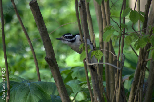 A Hairy Woodpecker clinging to a narrow branch of shrubbery
