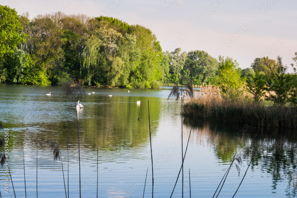 view on the pond with swan