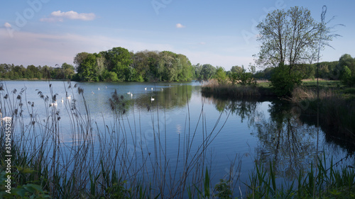 view on the pond with swan