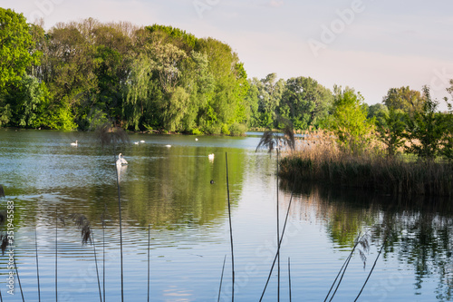 Obraz na płótnie view on the pond with swan w salonie